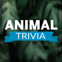 Animal Trivia Game