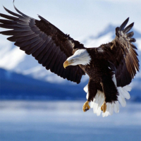 Animals Jigsaw Puzzle Eagle Game