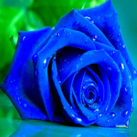 Blue Roses Puzzle Game