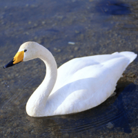 Graceful Swans Puzzle Game