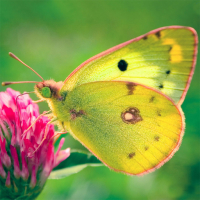 Nature Jigsaw Puzzle Butterfly Game