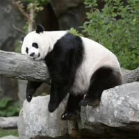 Pandas Slide Game