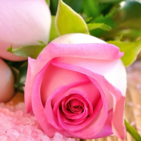 Pink Roses Puzzle Game